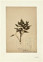 藏品(腺萼懸鉤子)的圖片